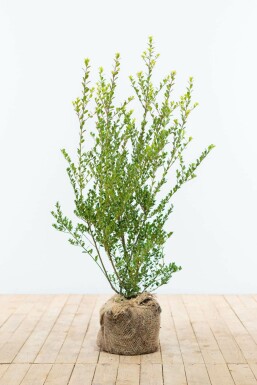 Japanese holly Ilex crenata 'Green Hedge' hedge 60-80 root ball