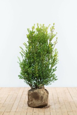 Japanese holly Ilex crenata 'Green Hedge' hedge 80-100 root ball
