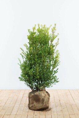 Japanese holly Ilex crenata 'Green Hedge' hedge 80-100 root ball Ilex crenata 'Green Hedge' 80-100 cm
