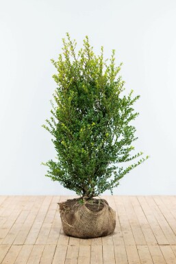Japanese holly Ilex crenata 'Green Hedge' hedge 100-125 root ball Ilex crenata 'Green Hedge' 100-125 cm