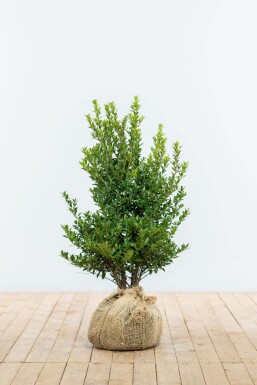 Ilex maximowicziana 'Kanehirae'