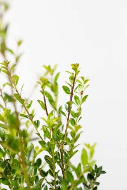 Maximowicz's holly Ilex maximowicziana 'Kanehirae' hedge 60-80 root ball Ilex maximowicziana 'Kanehirae' 60-80 cm