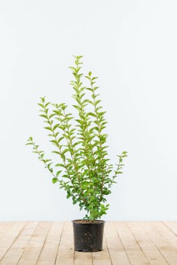 Garden privet Ligustrum ovalifolium hedge 40-60 pot Ligustrum ovalifolium 40-60 cm