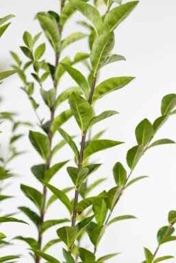 Garden privet Ligustrum ovalifolium hedge 40-60 pot Ligustrum ovalifolium 40-60 cm