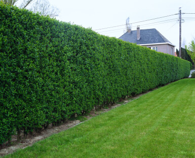Garden privet Ligustrum ovalifolium hedge 40-60 pot