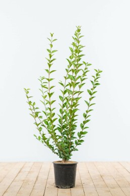 Garden privet Ligustrum ovalifolium hedge 60-80 root ball Ligustrum ovalifolium 60-80 cm