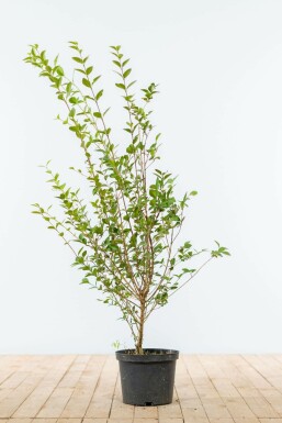 Garden privet Ligustrum ovalifolium hedge 100-125 root ball Ligustrum ovalifolium 100-125 cm