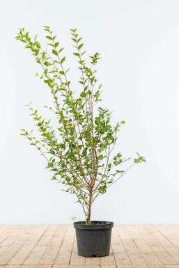 Garden privet Ligustrum ovalifolium hedge 100-125 root ball