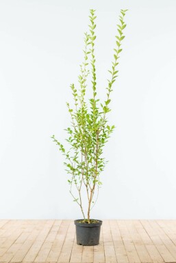 Garden privet Ligustrum ovalifolium hedge 150-175 root ball Ligustrum ovalifolium 150-175 cm