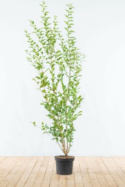 Garden privet Ligustrum ovalifolium hedge 175-200 root ball