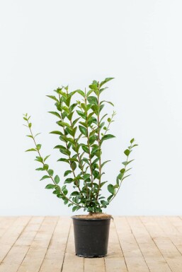 Wild privet Ligustrum vulgare hedge 40-60 root ball Ligustrum vulgare 40-60 cm