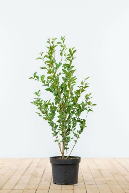 Wild privet Ligustrum vulgare hedge 60-80 root ball Ligustrum vulgare 60-80 cm