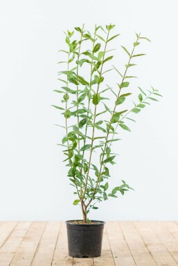 Wild privet Ligustrum vulgare hedge 80-100 root ball Ligustrum vulgare 80-100 cm