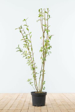 Wild privet Ligustrum vulgare hedge 100-125 root ball Ligustrum vulgare 100-125 cm