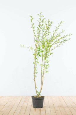 Wild privet Ligustrum vulgare hedge 125-150 root ball Ligustrum vulgare 125-150 cm