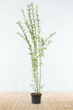 Wild privet Ligustrum vulgare hedge 150-175 root ball Ligustrum vulgare 150-175 cm