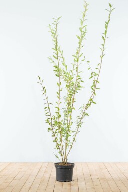 Wild privet Ligustrum vulgare hedge 175-200 root ball Ligustrum vulgare 175-200 cm