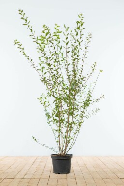 Wild privet Ligustrum vulgare 'Atrovirens' hedge 100-125 root ball Ligustrum vulgare 'Atrovirens' 100-125 cm