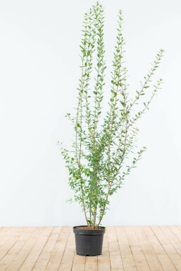 Wild privet Ligustrum vulgare 'Atrovirens' hedge 125-150 root ball Ligustrum vulgare 'Atrovirens' 125-150 cm