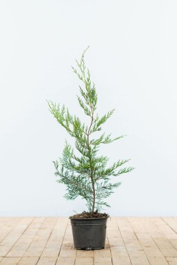 Leyland cypress Cupressocyparis leylandii hedge 60-80 root ball Cupressocyparis leylandii 60-80 cm