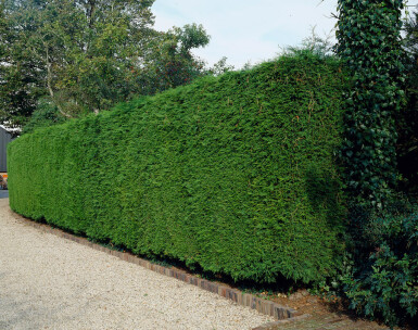 Leyland cypress Cupressocyparis leylandii hedge 60-80 root ball