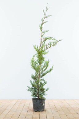 Leyland cypress Cupressocyparis leylandii hedge 80-100 root ball Cupressocyparis leylandii 80-100 cm