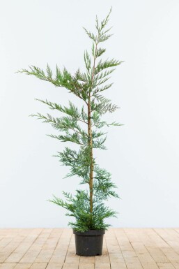 Leyland cypress Cupressocyparis leylandii hedge 100-125 root ball Cupressocyparis leylandii 100-125 cm