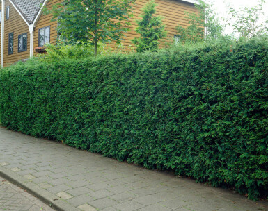 Leyland cypress Cupressocyparis leylandii hedge 100-125 root ball