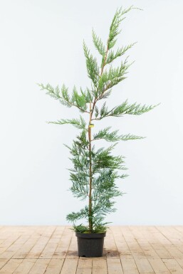 Leyland cypress Cupressocyparis leylandii hedge 125-150 root ball Cupressocyparis leylandii 125-150 cm