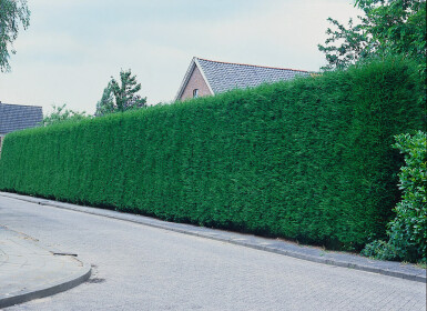 Leyland cypress Cupressocyparis leylandii hedge 125-150 root ball