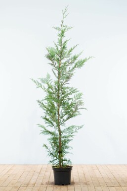 Leyland cypress Cupressocyparis leylandii hedge 150-175 root ball Cupressocyparis leylandii 150-175 cm