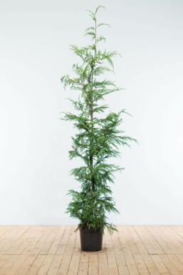 Leyland cypress Cupressocyparis leylandii hedge 175-200 root ball Cupressocyparis leylandii 175-200 cm
