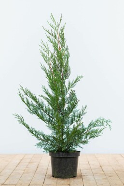 Leyland cypress Cupressocyparis leylandii '2001' hedge 60-80 root ball Cupressocyparis leylandii '2001' 60-80 cm