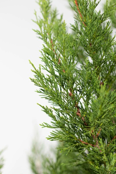 Leyland cypress Cupressocyparis leylandii '2001' hedge 60-80 root ball Cupressocyparis leylandii '2001' 60-80 cm