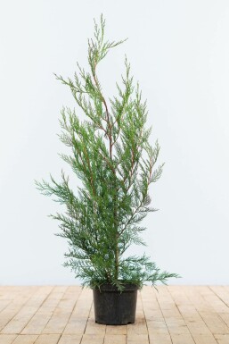 Leyland cypress Cupressocyparis leylandii '2001' hedge 80-100 root ball Cupressocyparis leylandii '2001' 80-100 cm