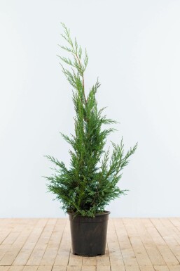 Leyland cypress Cupressocyparis leylandii '2001' hedge 100-125 root ball Cupressocyparis leylandii '2001' 100-125 cm