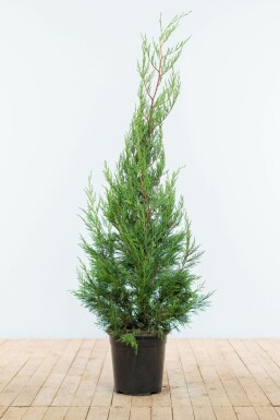 Leyland cypress Cupressocyparis leylandii '2001' hedge 125-150 root ball Cupressocyparis leylandii '2001' 125-150 cm