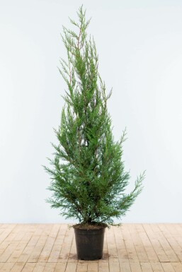 Leyland cypress Cupressocyparis leylandii '2001' hedge 150-175 root ball Cupressocyparis leylandii '2001' 150-175 cm