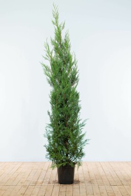 Leyland cypress Cupressocyparis leylandii '2001' hedge 175-200 root ball Cupressocyparis leylandii '2001' 175-200 cm