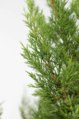 Leyland cypress Cupressocyparis leylandii '2001' hedge 175-200 root ball Cupressocyparis leylandii '2001' 175-200 cm