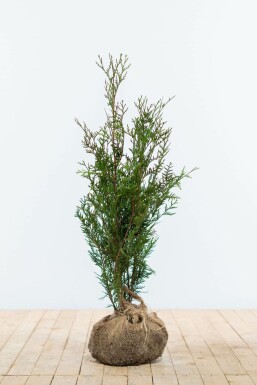 White cedar Thuja occidentalis 'Atrovirens' hedge 60-80 root ball