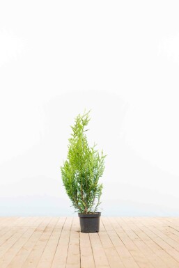 White cedar Thuja occidentalis 'Atrovirens' hedge 60-80 root ball Thuja occidentalis 'Atrovirens' 60-80 cm