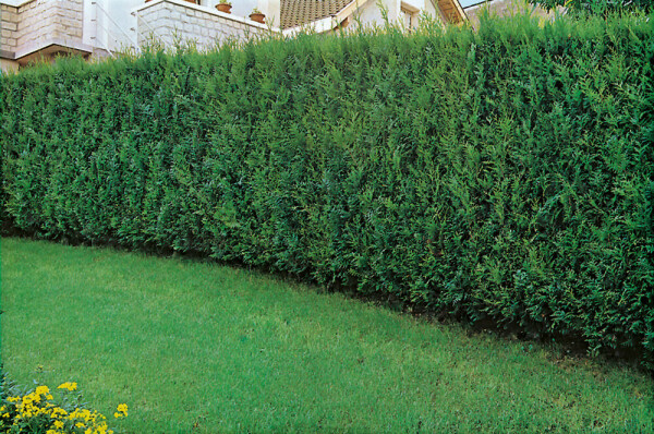 White cedar Thuja occidentalis 'Atrovirens' hedge 60-80 root ball Thuja occidentalis 'Atrovirens' 60-80 cm