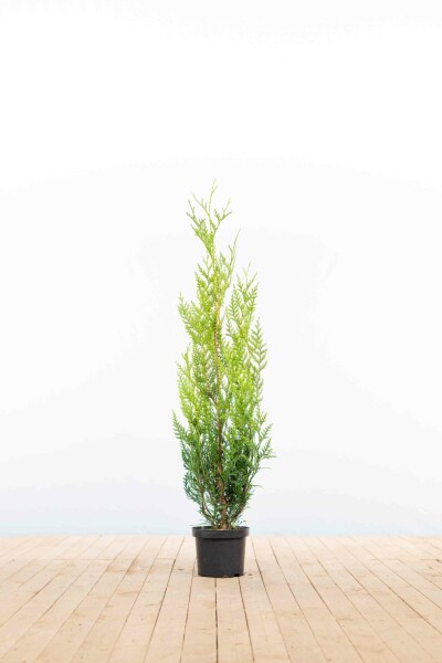 Thuja plicata 'Atrovirens' 100-125 cm