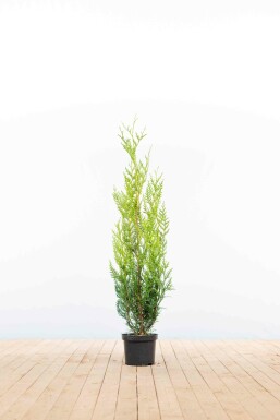 White cedar Thuja occidentalis 'Atrovirens' hedge 100-125 root ball Thuja occidentalis 'Atrovirens' 100-125 cm