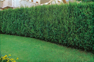 White cedar Thuja occidentalis 'Atrovirens' hedge 150-175 root ball