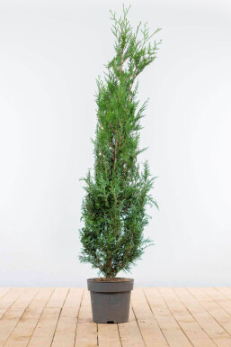 White cedar Thuja occidentalis 'Atrovirens' hedge 175-200 root ball Thuja occidentalis 'Atrovirens' 175-200 cm