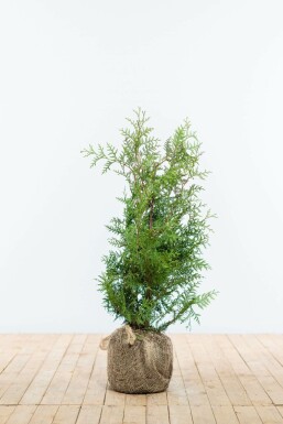 White cedar Thuja occidentalis 'Brabant' hedge 60-80 root ball Thuja occidentalis 'Brabant' 60-80 cm
