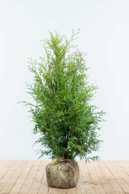 White cedar Thuja occidentalis 'Brabant' hedge 80-100 root ball Thuja occidentalis 'Brabant' 80-100 cm