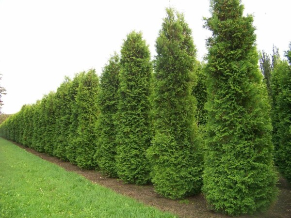 White cedar Thuja occidentalis 'Brabant' hedge 80-100 root ball Thuja occidentalis 'Brabant' 80-100 cm